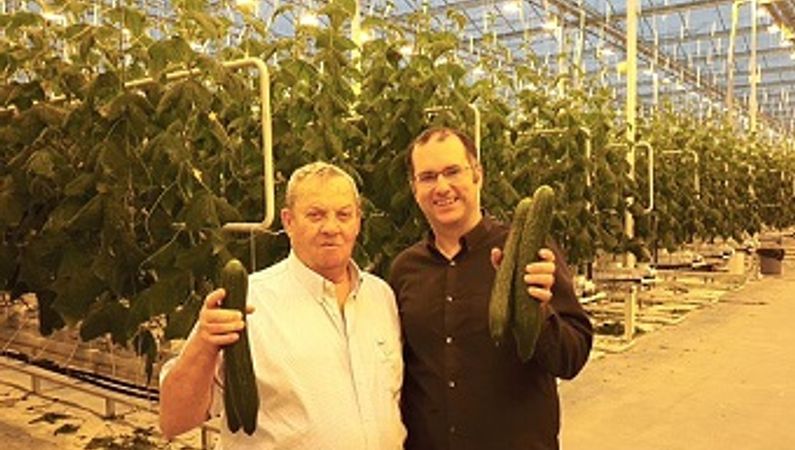 First cucumbers Serres Toundra-Canada on their way to customers